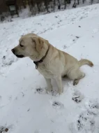 Labrador