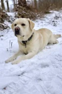 Labrador