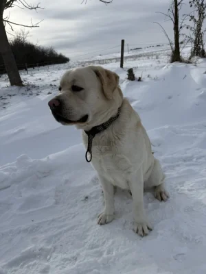 Labrador