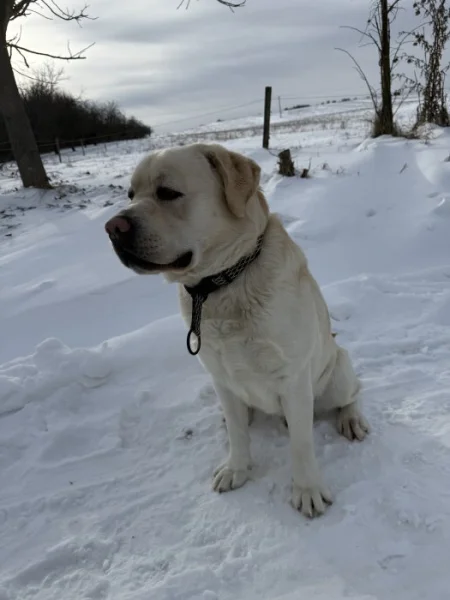 Labrador