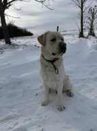 Labrador