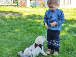 Nabídka štěněte labradorského retrievera