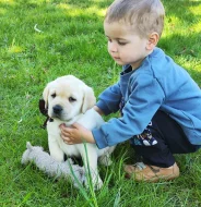 Nabídka štěněte labradorského retrievera
