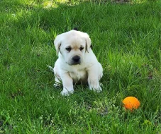 Nabídka štěněte labradorského retrievera