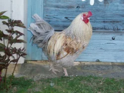 Prodám kohouta, kohouty do chovu