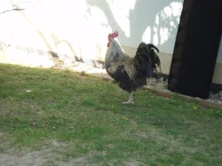 Prodám kohouta, kohouty do chovu