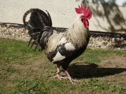 Prodám kohouta, kohouty do chovu