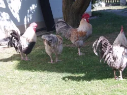 Prodám kohouta, kohouty do chovu