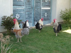 Prodám kohouta, kohouty do chovu