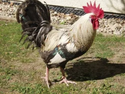 Prodám kohouta, kohouty do chovu