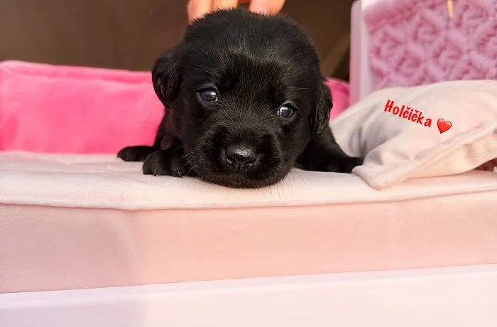 REZERVACE Labradorský Retriever s PP