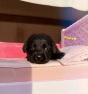 REZERVACE Labradorský Retriever s PP