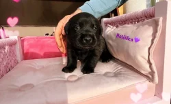 REZERVACE Labradorský Retriever s PP