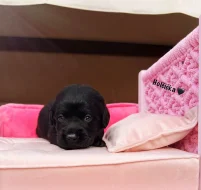 REZERVACE Labradorský Retriever s PP