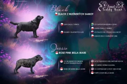 REZERVACE Labradorský Retriever s PP