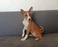 Basenji - prodám štěňata bez pp