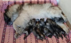 Německý  špic vlčí /keeshond štěňata s PP