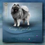 Německý  špic vlčí /keeshond štěňata s PP