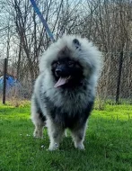 Německý  špic vlčí /keeshond štěňata s PP