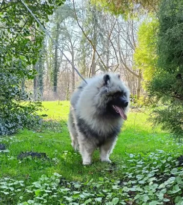 Německý  špic vlčí /keeshond štěňata s PP
