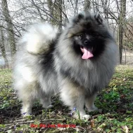 Německý  špic vlčí /keeshond štěňata s PP