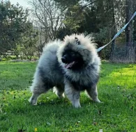 Německý  špic vlčí /keeshond štěňata s PP