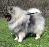 Německý  špic vlčí /keeshond štěňata s PP