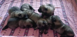 Německý  špic vlčí /keeshond štěňata s PP