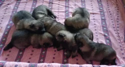 Německý  špic vlčí /keeshond štěňata s PP