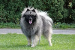 Německý  špic vlčí /keeshond štěňata s PP