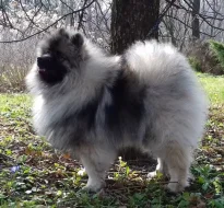 Německý  špic vlčí /keeshond štěňata s PP
