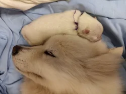 SAMOJED - štěňátka s PP