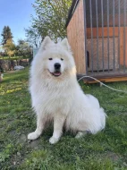 SAMOJED - štěňátka s PP