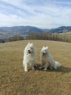 SAMOJED - štěňátka s PP