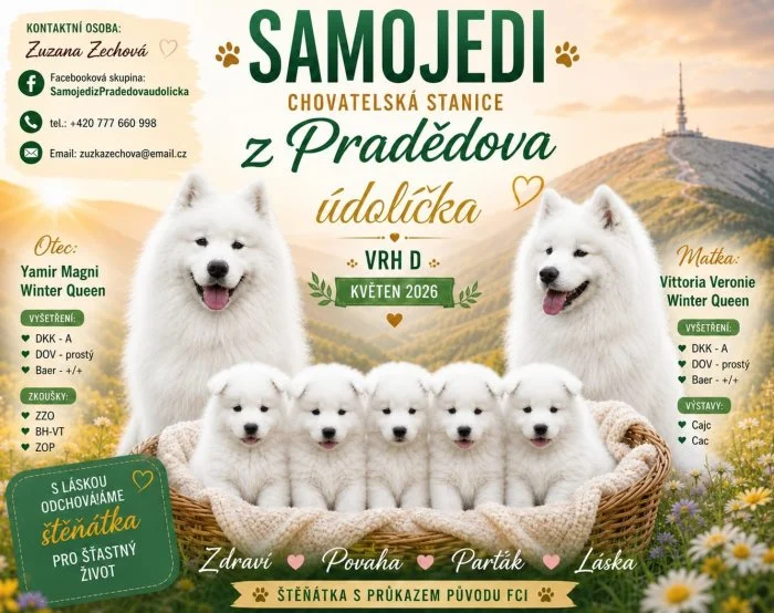 SAMOJED - štěňátka s PP