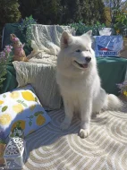 SAMOJED - štěňátka s PP