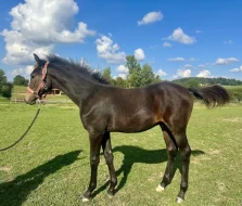 Roční hřebeček KWPN po Toto Gold/Glamourdale