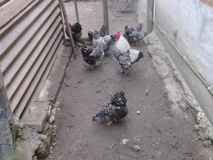 Nabízím násadová vejce zdrobnělých vyandotek