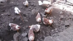Nabízím násadová vejce zdrobnělých vyandotek