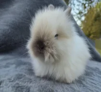 Zakrslý Teddy králíček, králík