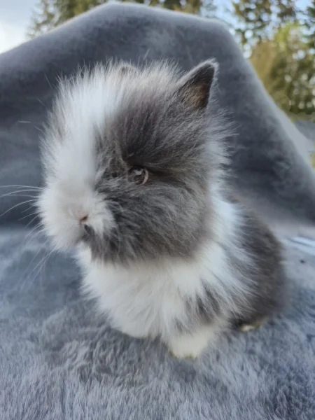 Zakrslý Teddy králíček, králík