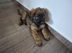 Briard štěně fenka