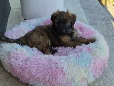 Briard štěně fenka