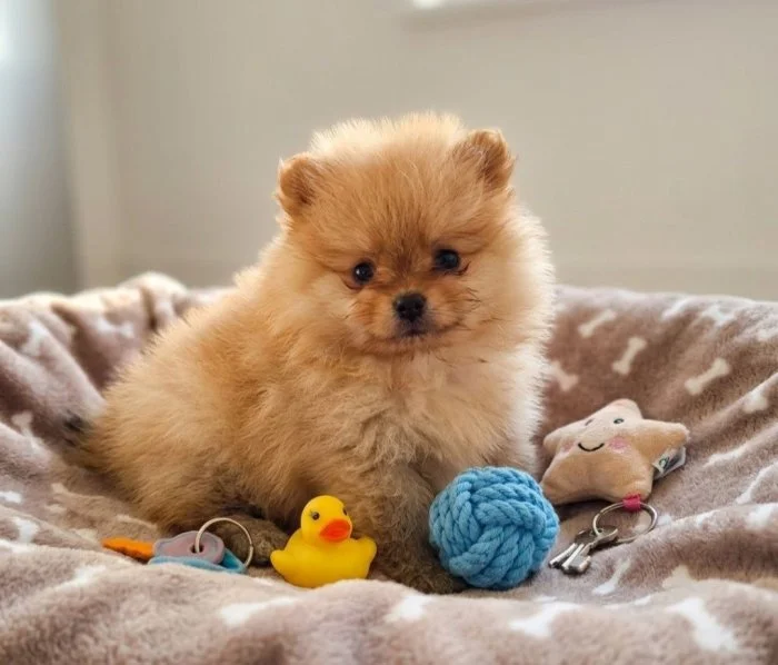 Pomeranian kluci