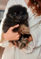 Pomeranian kluci