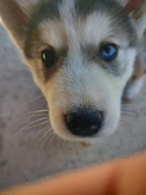Štěně Sibiřský Husky