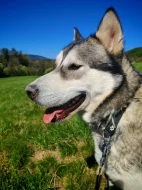 Štěně Sibiřský Husky