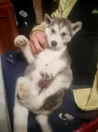 Štěně Sibiřský Husky