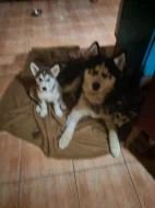 Štěně Sibiřský Husky