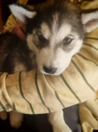 Štěně Sibiřský Husky